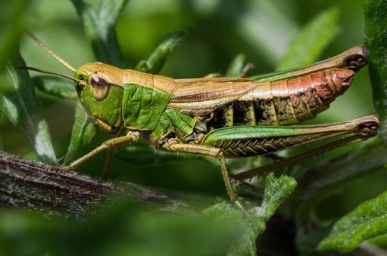 मध्यप्रदेश में विधायकों से पहले विधानसभा पहुंचा टिड्डी दल, मंत्रालय का भी किया दौरा
