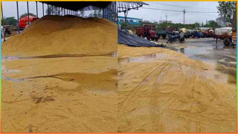 MP में लाखों टन गेंहू भीगने के मामले में हाईकोर्ट में दायर हुई याचिका