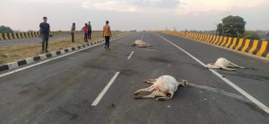 gaumata-dies-daily-in-home-minister's-district