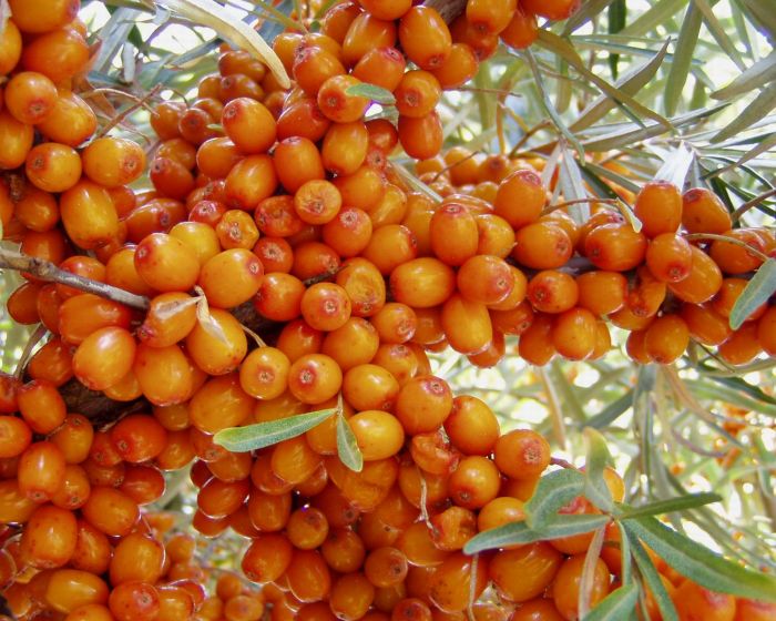 Sea buckthorn