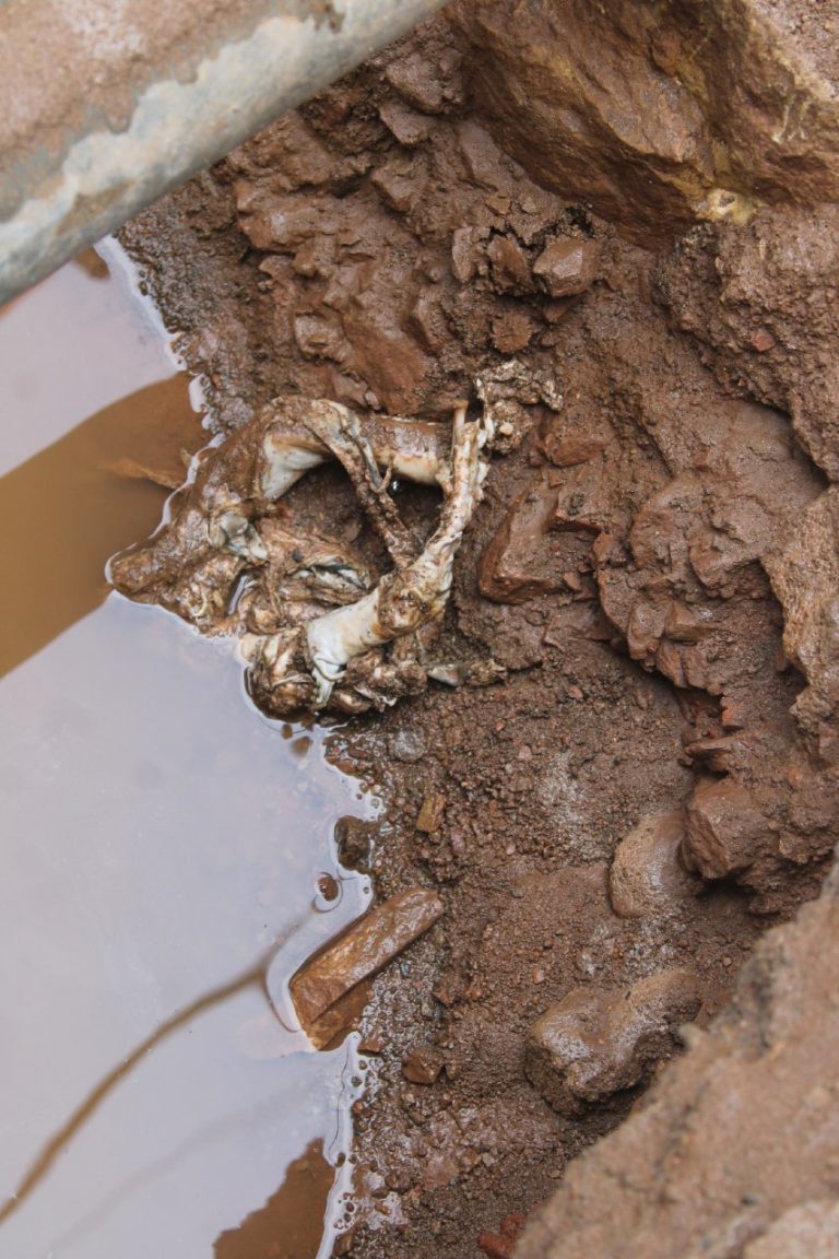 ग्वालियर में नगर निगम की लापरवाही से पानी की टंकी में मिला कुत्ते का कंकाल, लंबे अरसे तक हजारों घरों ने पिया दूषित पानी..