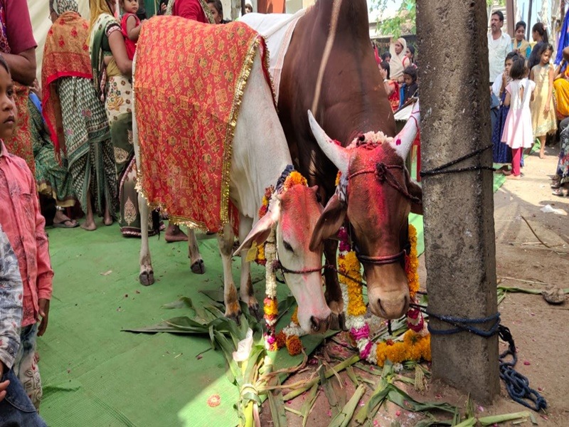 मध्‍य प्रदेश के सेंधवा में गाय और सांड का अनोखा विवाह धूमधाम से हुआ, शादी में बरात भी आई