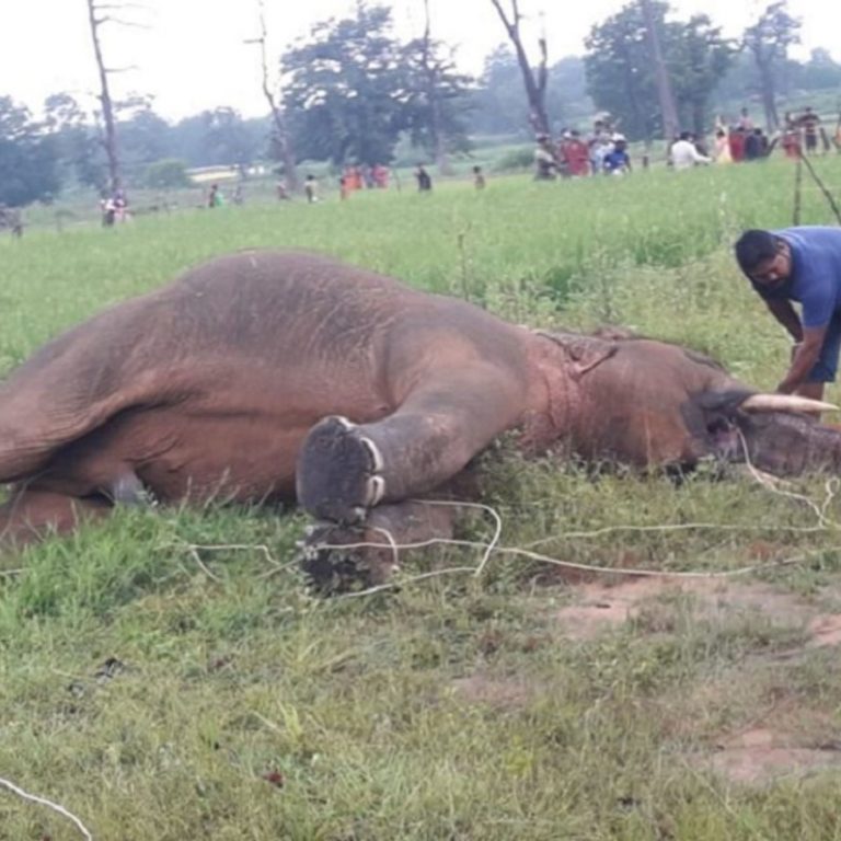 बोरों रेंज में हाथी की मृत्यु का मामला,हाथी के दो दांत बरामद,किया गया एक आरोपी गिरफ्तार