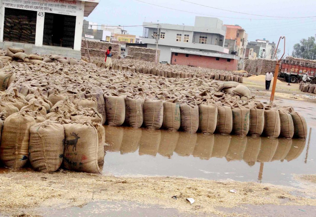 bhopal news 5 tons wheat