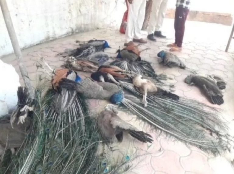 हनुमान मंदिर के पास एक दर्जन से ज्यादा मृत मोर मिले, जहरीला दाना या हीट स्ट्रोक से मौत की आशंका