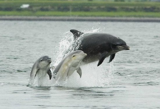 chambal dolphins