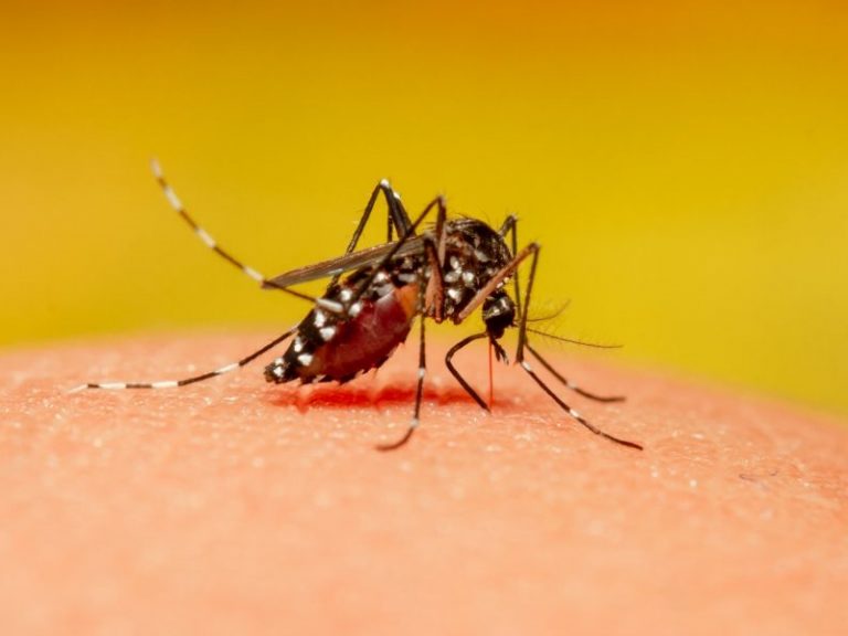 ICMR ने दी चेतावनी डेंगू का D2 वैरिएंट है खतरनाक  