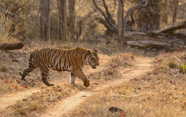 tiger deaths in mp