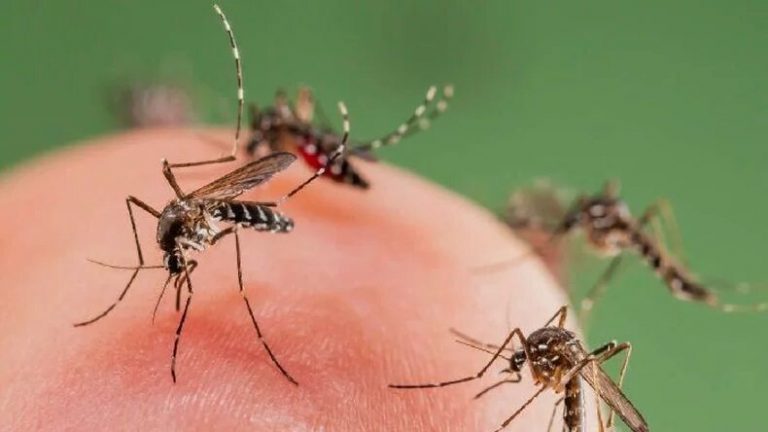 ग्वालियर में डेंगू का कहर दो मरीजों ने तोड़ा दम,तेजी से बढ़ रहे मामले