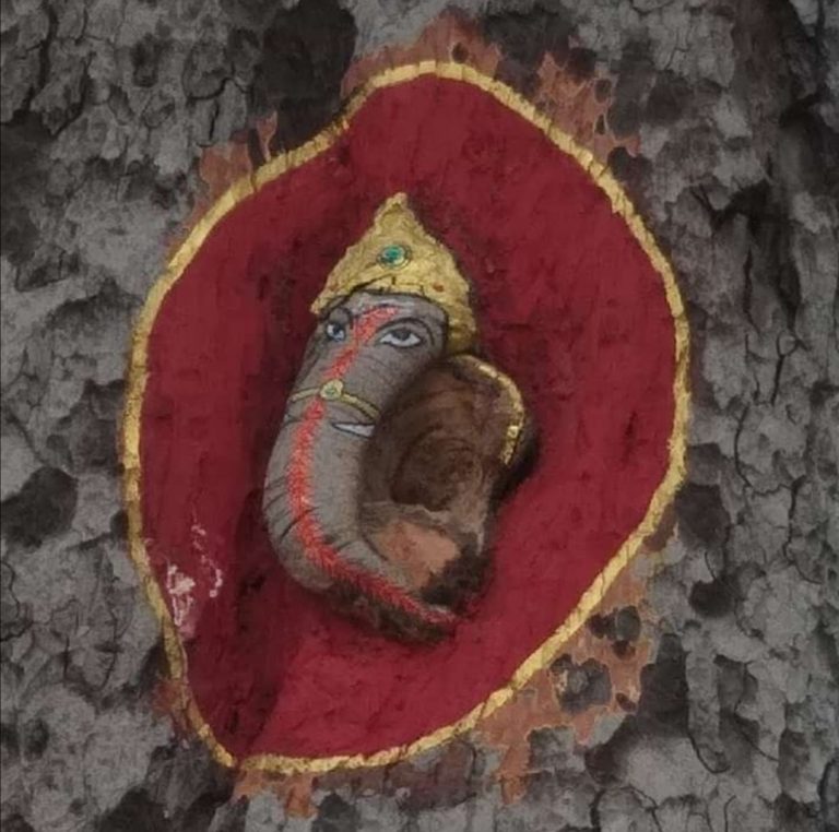 चमत्कारी दर्शन: कहां उभरी पीपल पेड़ मे गणेश की आकृति, लोग करने लगे पूजा