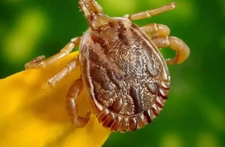 MP में बढ़ा स्क्रब टाइफस बीमारी का खतरा,  चूहों के शरीर में पाए जाने वाले कीड़े से फैलता है खतरा