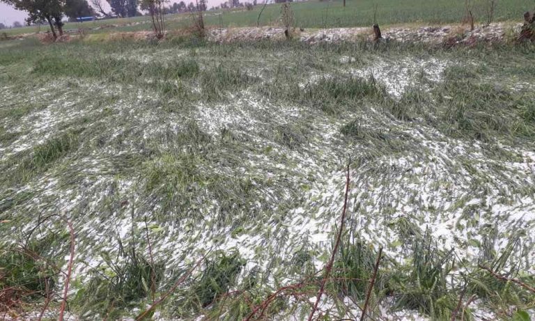 MP के इन जिले में ओलावृष्टि और बारिश से फसलों के भारी नुकसान 