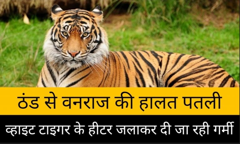ठंड का मारा Tiger, व्हाइट टाइगर को हीटर जलाकर दी जा रही गर्मी,देखिए Video