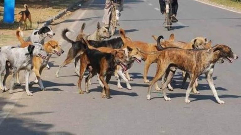 आवारा कुत्तों का आतंक, 4 साल की बच्ची को पांच कुत्तों ने काटा