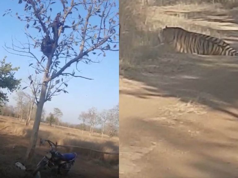 शेर की दहाड़ सुनकर, मंदिर जा रहा श्रद्धालु बाइक छोड़कर चढ़ा पेड़ पर