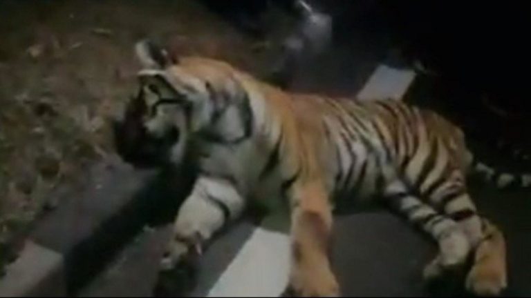 तेज रफ्तार वाहन के टक्कर मारने से बाघ की मौत