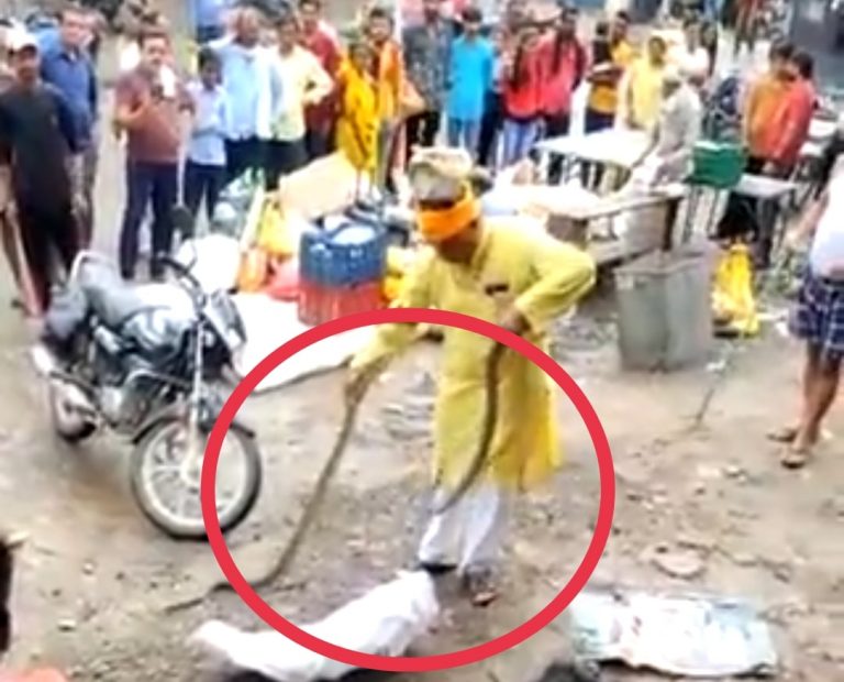 नाग नागिन के जोड़े ने लोगो में फैलाई दहशत, कोबरा फन फैलाए घर में बैठा