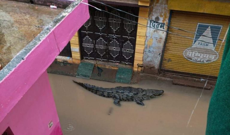 शिवपुरी में बारिश से बस्तियों में पानी भरने से घुस आया मगरमच्छ