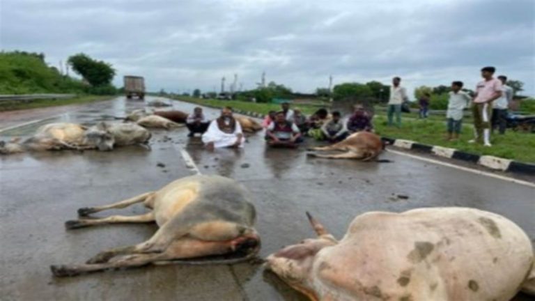 अज्ञात वाहन की टक्कर से एक दर्जन गायों की मौत को लेकर धरने पर बैठे कम्प्यूटर बाबा