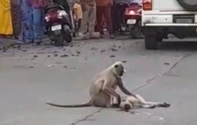 तेज रफ्तार कार सवार ने बंदर को मारी टक्कर, बंदर की मां हुई भावुक