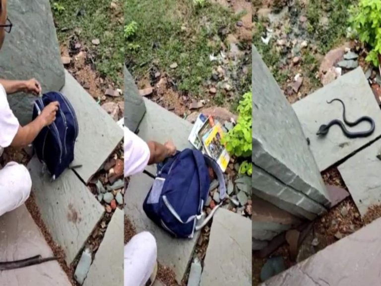 छात्रा ने पढ़ने के लिए बैग खोला तो निकली नागिन, क्लासरूम में मचा हड़कंप