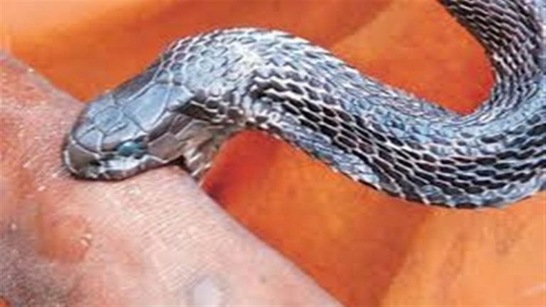 जहरीले सांप ने सपेरे को डसा, झाड़-फूंक में चली गई जान