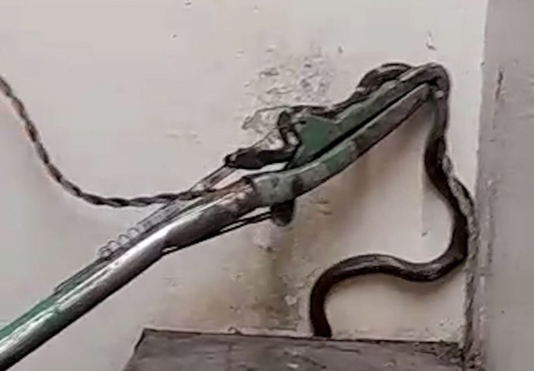 घर के बर्तनों में छिपकर बैठा था 50 दांत वाला सांप