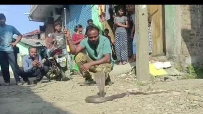 दिवाली की सफाई में घर में निकला 8 फुट लंबा कोबरा