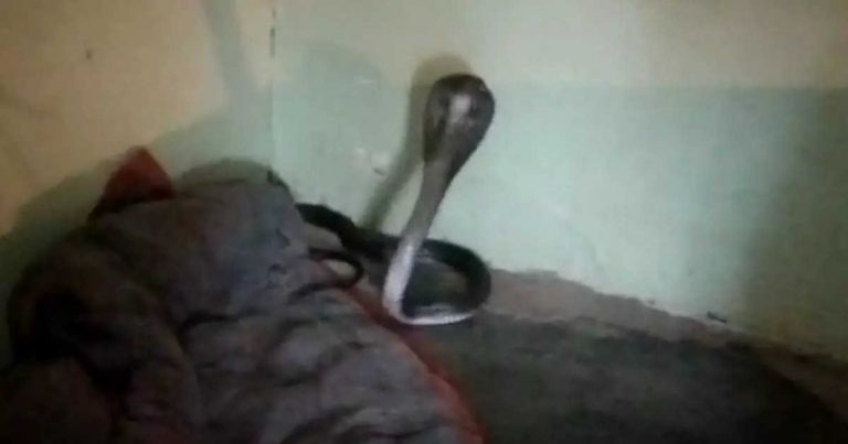 युवक के साथ सोने के लिए 6 फिट लंबा कोबरा सांप रजाई में घुसा, फिर हुआ ये