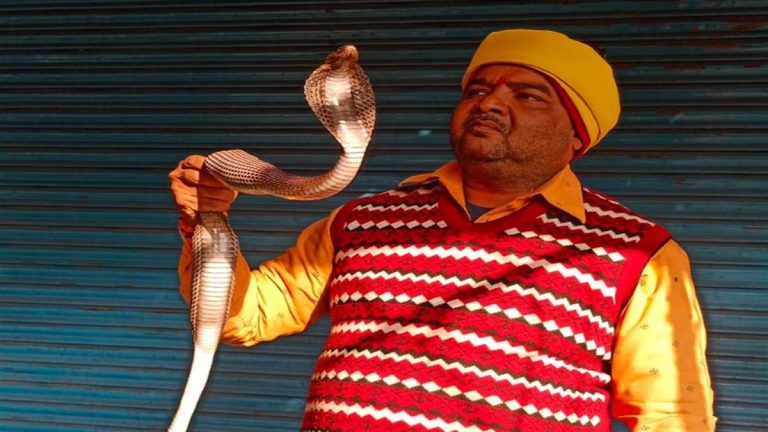 दरवाजे पर फन फैलाये बैठा मिला 5 फिट लंबा कोबरा सांप