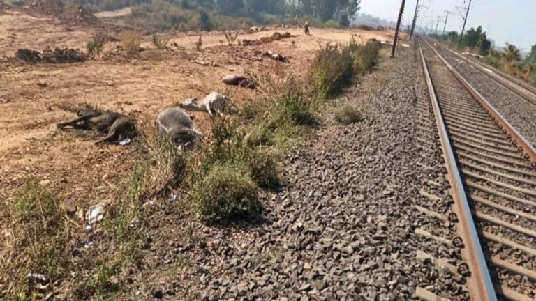 ट्रेन से टकरने के कारण 27 मवेशियों दर्दनाक मौत