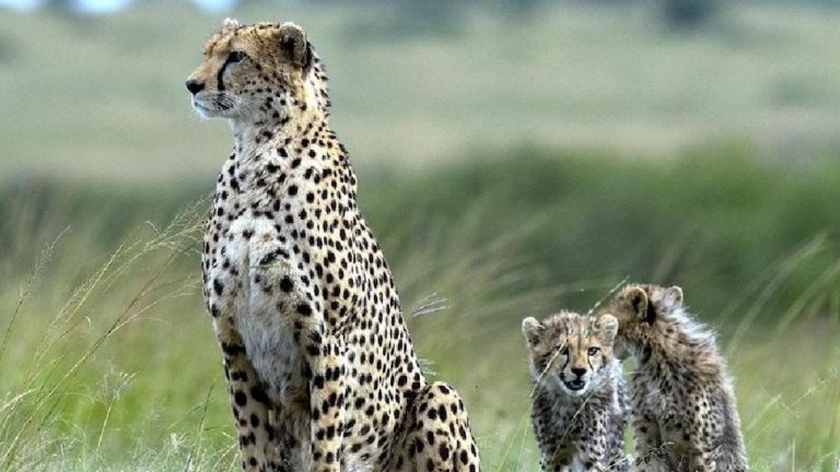 नामीबिया के बाद अब दक्षिण अफ्रीका से भारत के कूनो में आएंगे 12 चीतों