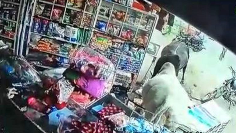 दो सांड लड़ते-लड़ते मोबाइल शॉप जा घुसे, फिर हुआ ये 