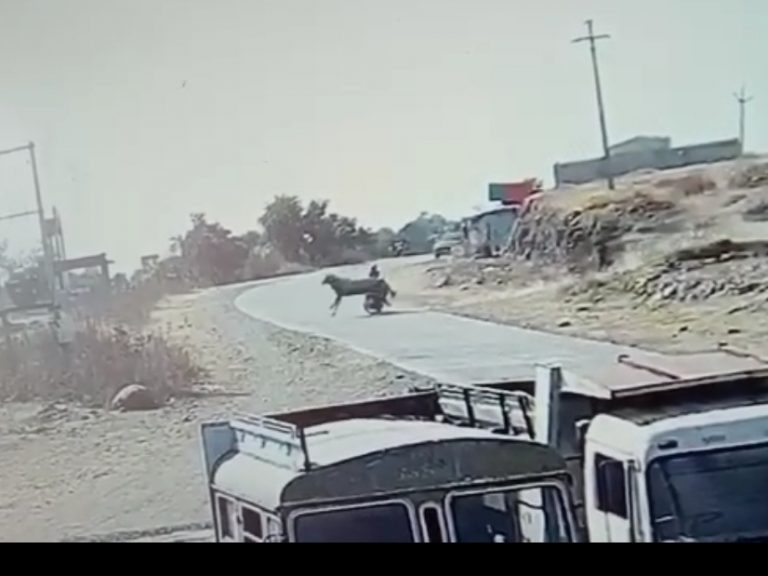 घोड़ारोज की टक्कर से जनपद सदस्य घायल