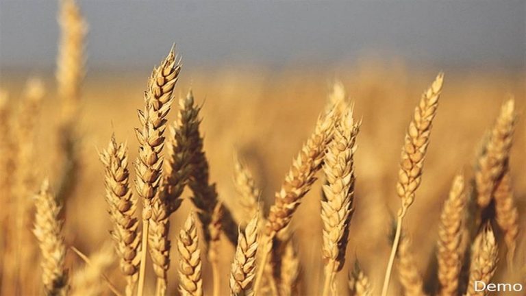MP में गेहूं को लेकर ये बड़ी खबर आई सामने