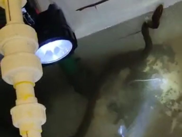 पानी के टैंक में जा घुसे 2 सांप, बड़ी मशक्कत के बाद किया गाय रेस्क्यू 