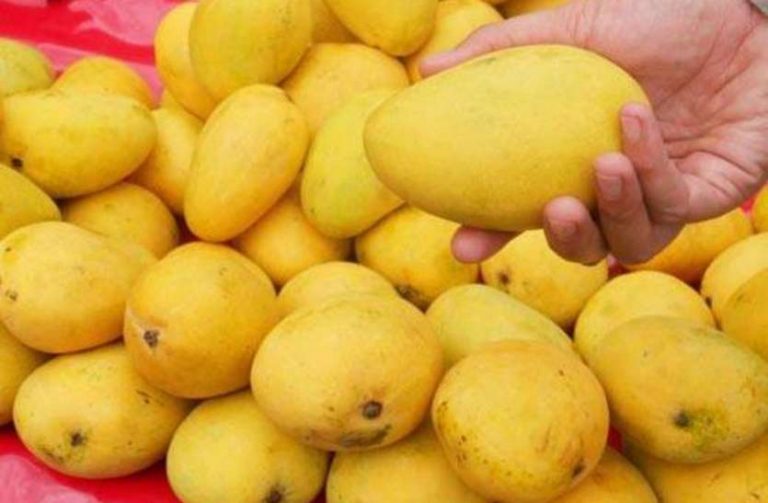 फलोंं का राजा आम खाने से पहले जान ले उसके नुकसान