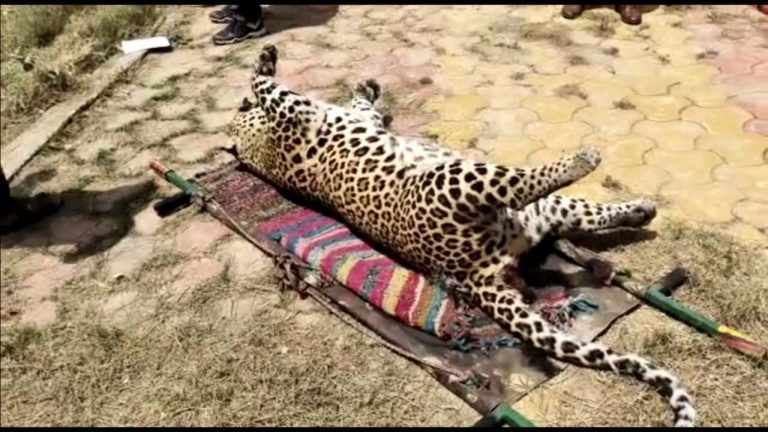 ट्रेन की चपेट में आने से पांच साल के तेंदुएं की मौत