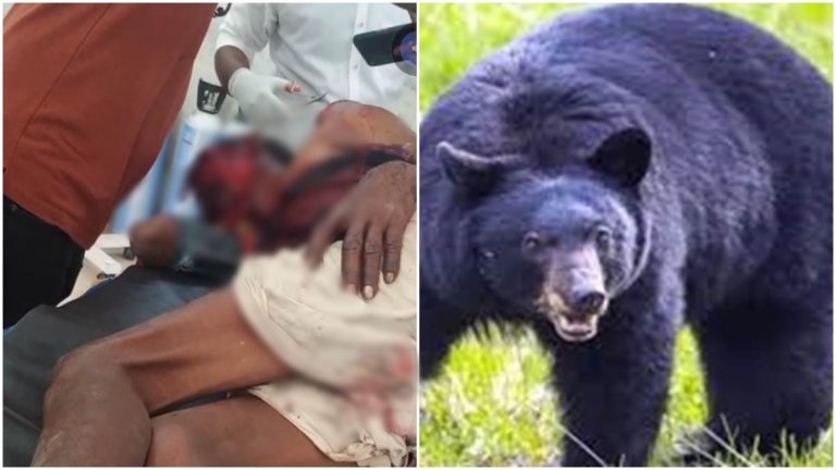 ग्रामीण पर दो भालू ने किया हमला, ग्रामीण बुरी तरह हुआ घायल