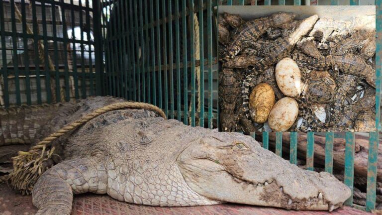 कुएं में मिला 11 फीट लंबा मगरमच्छ, मगरमच्छ के 35 बच्चें भी मिले