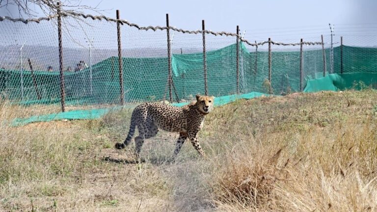 केंद्रीय वन और पर्यावरण मंत्री ने चीतों की शफ्टिंग की योजना से किया इनकार