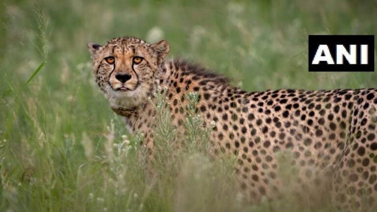 कूनो में एक और चीते की मौत, अधिकारियों ने कही ये बड़ी बात