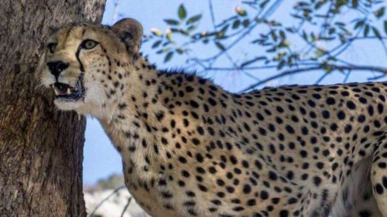 समय पर इलाज नहीं मिलने से हो रही चीजों की मौत