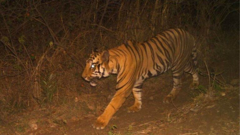 कैमरे में कई बार कैद हुआ बाघ, अब तक इंसान सहित 30 मवेशियों का कर चुका है शिकार