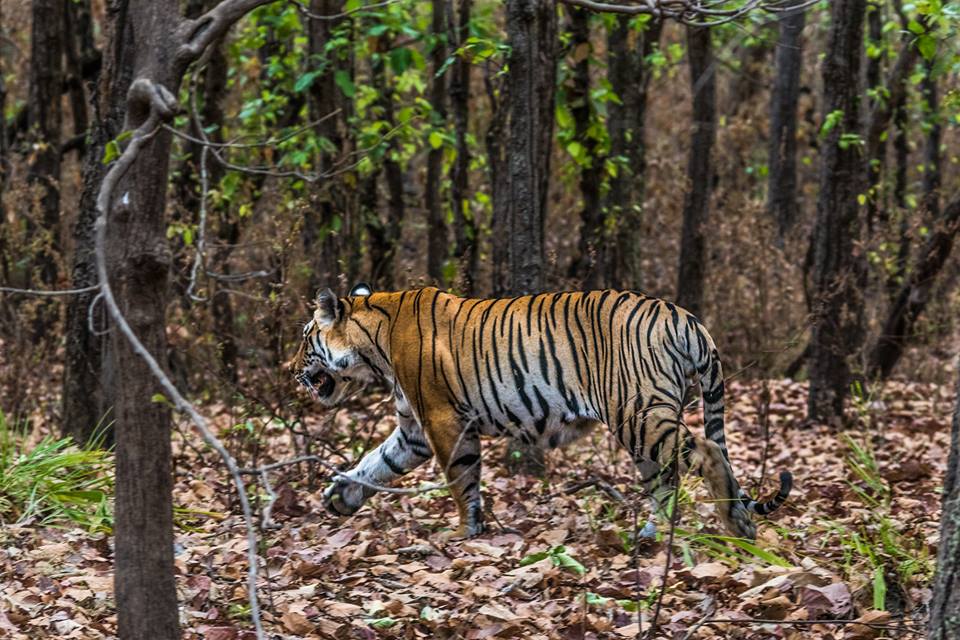 Shock due to death of 43 tigers, shocking revelations in SIT report