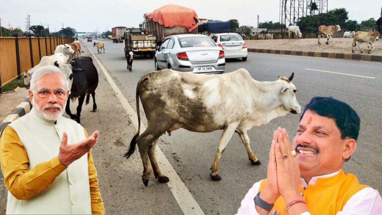 गौ-वंश को सड़क से हटाने में असमर्थ मोहन सरकार, केंद्र से मांगी मदद