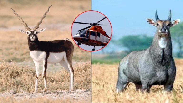 हेलीकॉप्टर से पकड़ेंगे नीलगाय और ब्लैक बक, वन विभाग ऐसा क्यों कर रहा , जानिए
