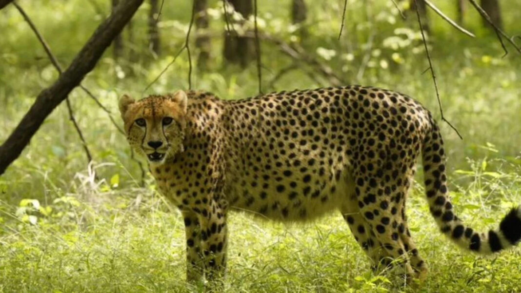 Good news from Kuno soon, female cheetah can give birth to cubs anytime