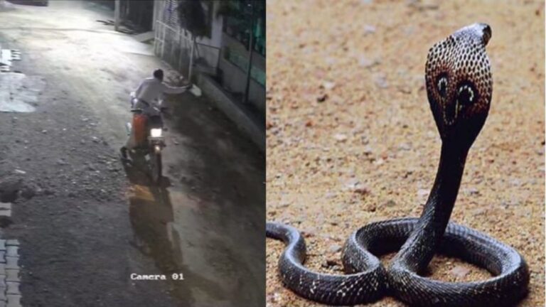 लोगों के घरों में सांप छोड़ता था स्नेक कैचर, फिर खुद ही पकड़कर पैसे कमाता था