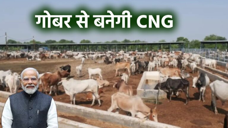 अब गौशाला बनी फायदे का सौदा, गोबर से बनाई जाएगी बायौ CNG